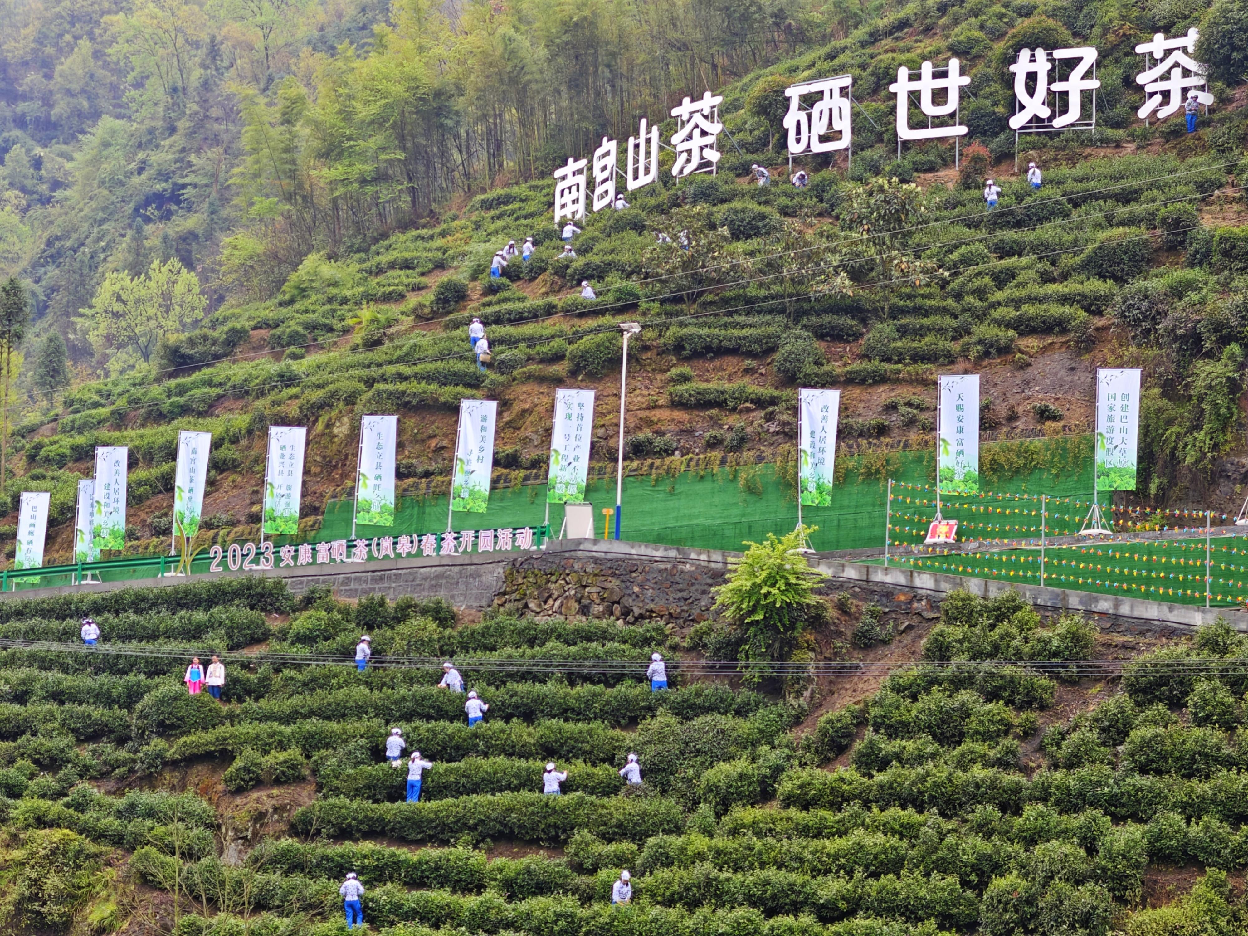 安康富硒茶官网(安康富硒茶的功效与作用)-硒宝网
