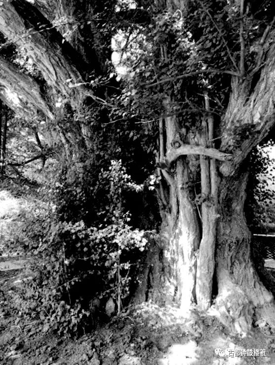 安康富硒茶平镇(安康富硒茶园)-硒宝网