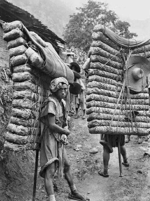 安康富硒茶平镇(安康富硒茶园)-硒宝网