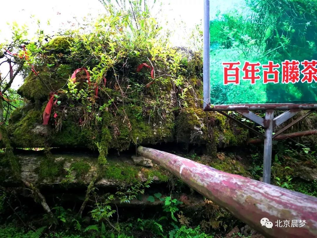 硒富汇天子藤茶(天子野藤茶)-硒宝网
