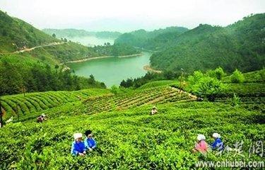 硒富汇天子藤茶(天子野藤茶)-硒宝网