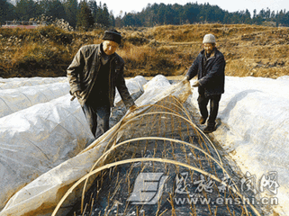 硒富汇天子藤茶(天子野藤茶)-硒宝网