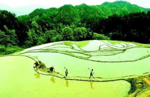 硒富汇天子藤茶(天子野藤茶)-硒宝网