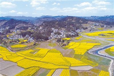 硒富汇天子藤茶(天子野藤茶)-硒宝网