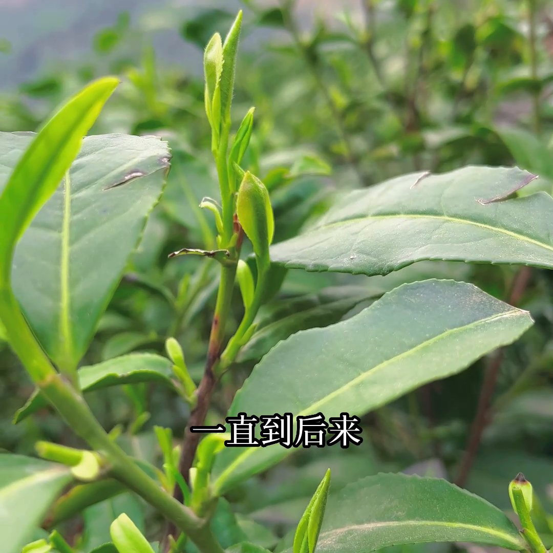 紫阳富硒明前茶（紫阳富硒茶多少钱一斤）-硒宝网