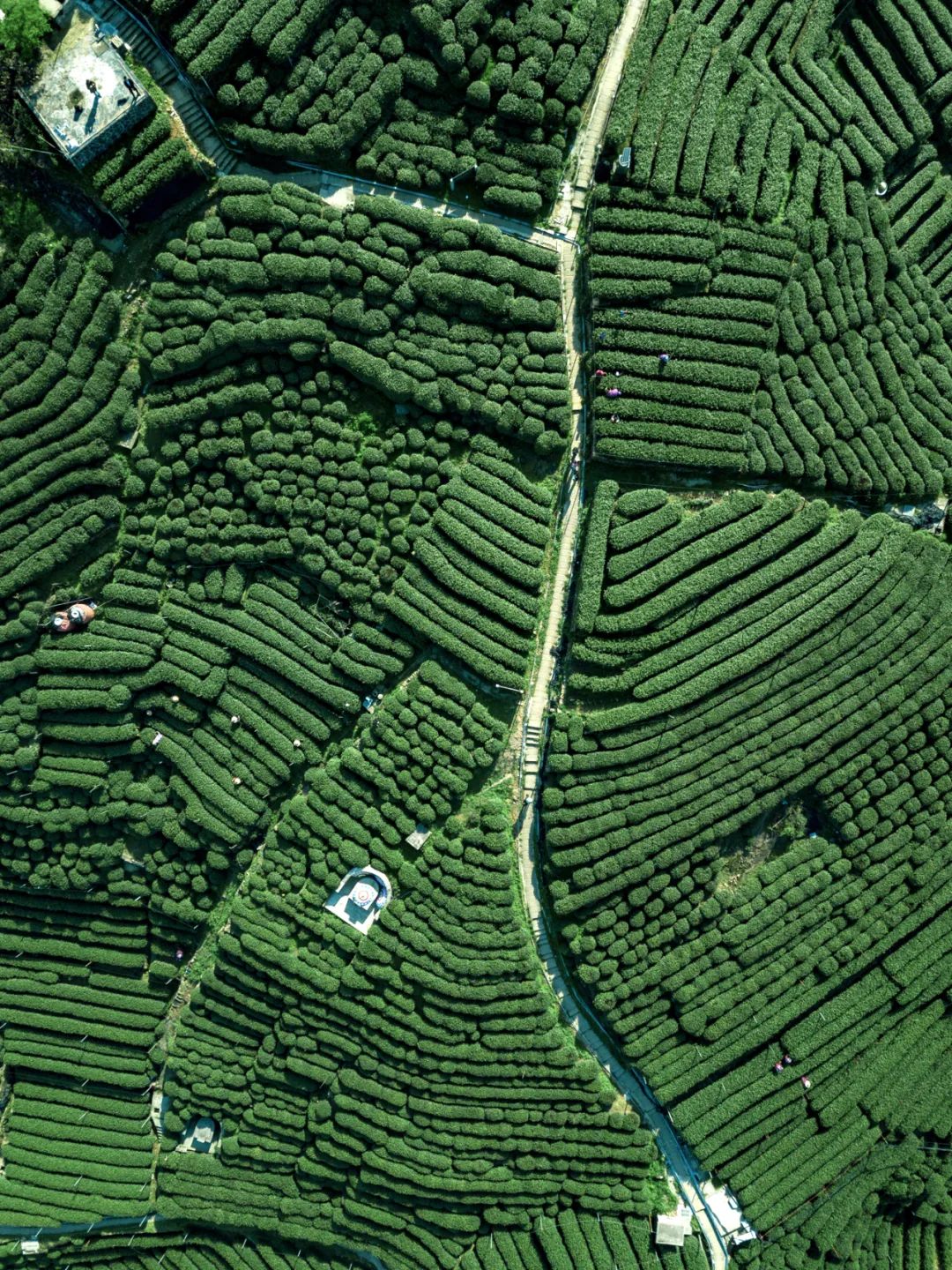 恩施富硒茶发甜（恩施富硒茶价格表一斤多少钱）-硒宝网