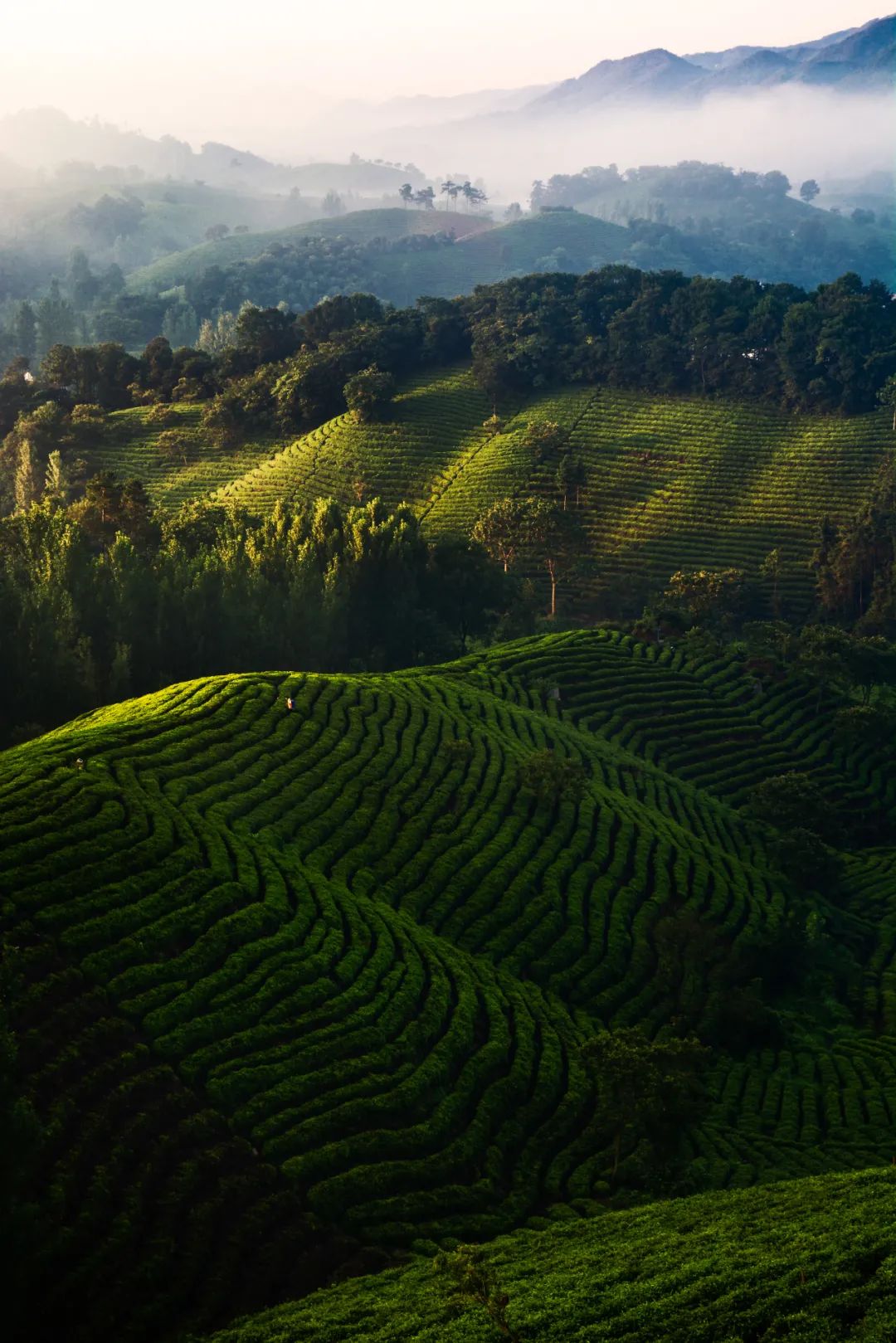 恩施富硒茶发甜（恩施富硒茶价格表一斤多少钱）-硒宝网