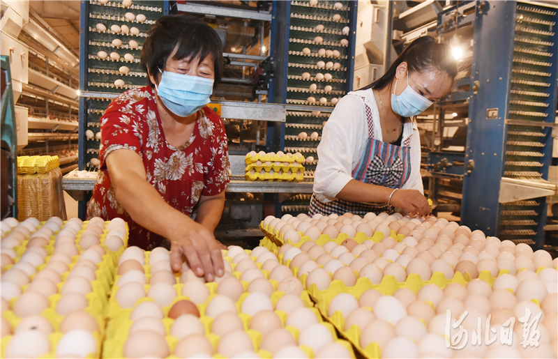 山西富硒荞子茶(山西茶荞子富硒含量多少)-硒宝网