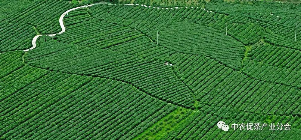 上犹营前富硒茶(富硒茶简介)-硒宝网