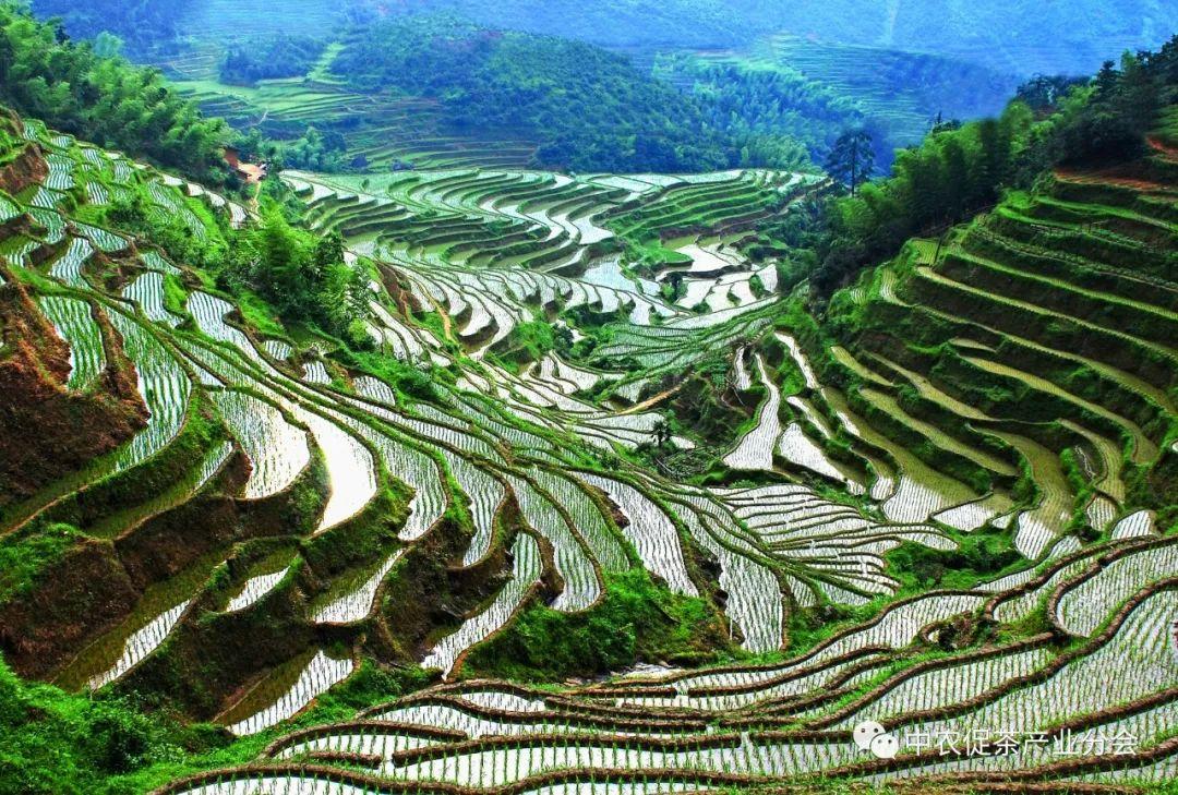 上犹营前富硒茶(富硒茶简介)-硒宝网