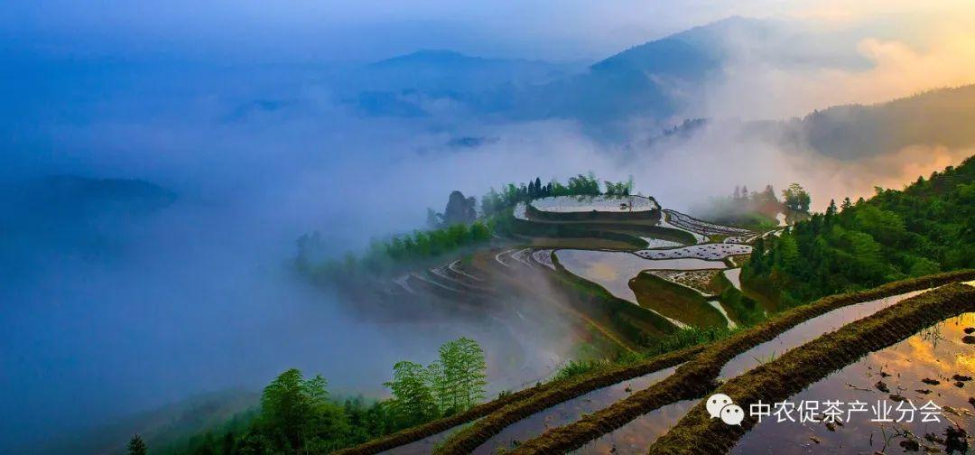 上犹营前富硒茶(富硒茶简介)-硒宝网