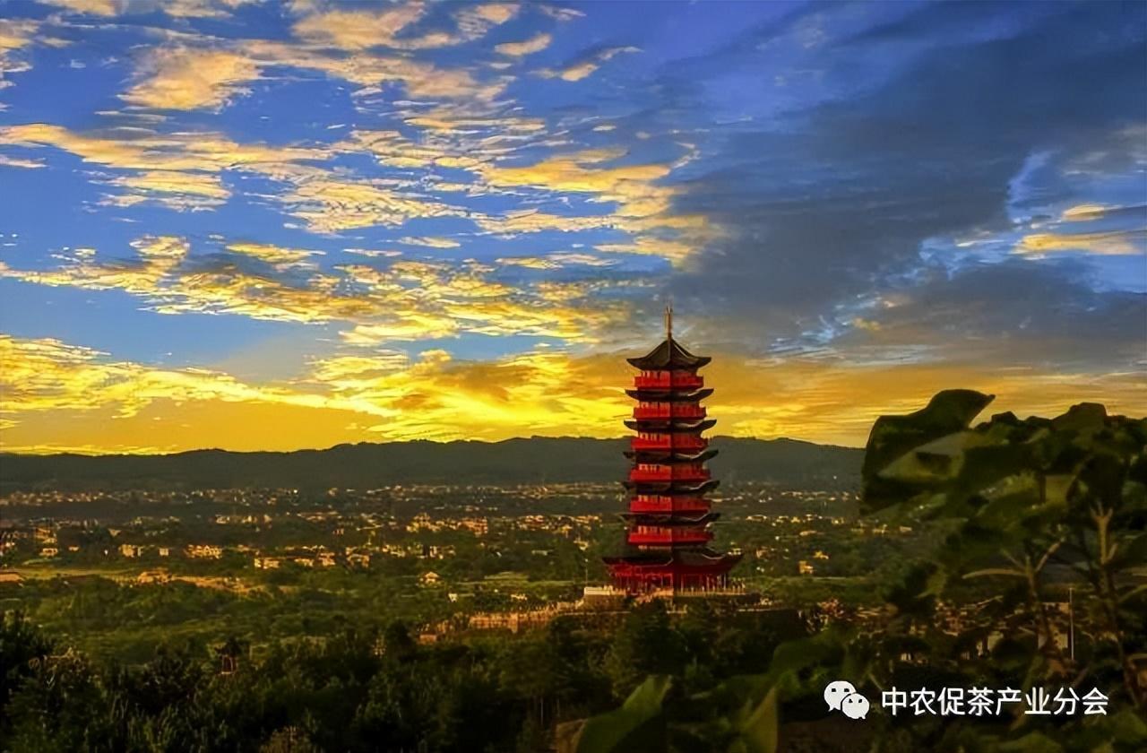 上犹营前富硒茶(富硒茶简介)-硒宝网