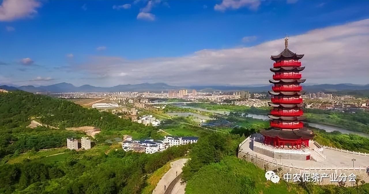 上犹营前富硒茶(富硒茶简介)-硒宝网