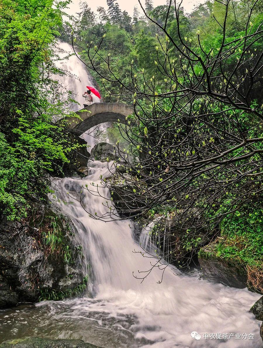 上犹营前富硒茶(富硒茶简介)-硒宝网