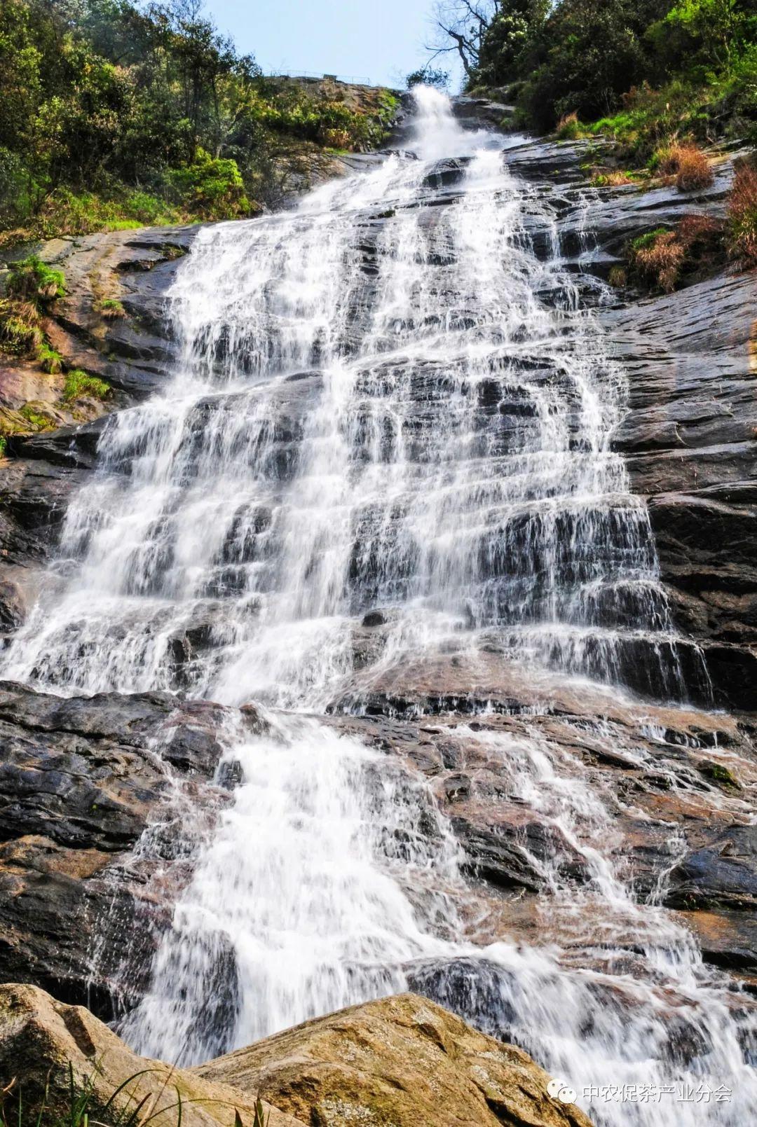 上犹营前富硒茶(富硒茶简介)-硒宝网