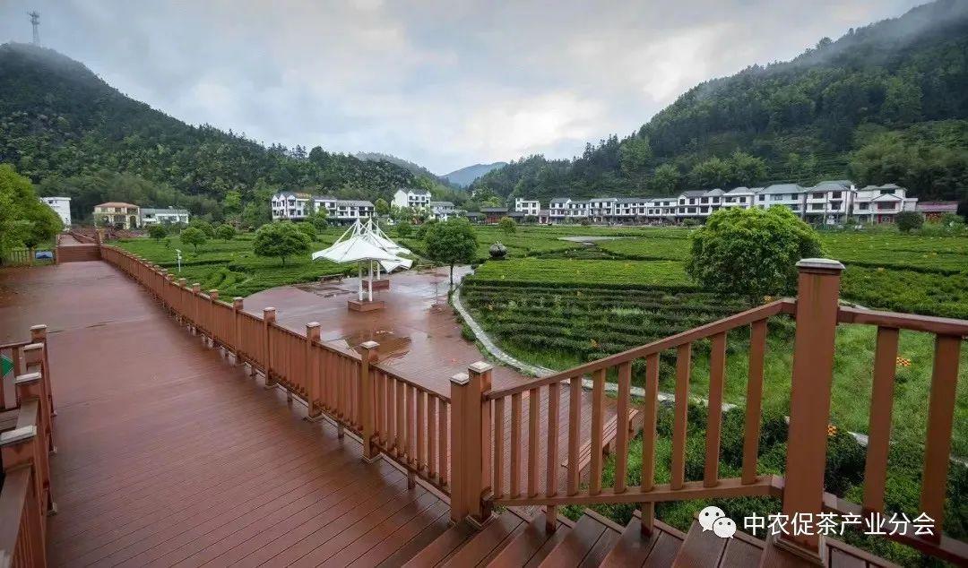 上犹营前富硒茶(富硒茶简介)-硒宝网