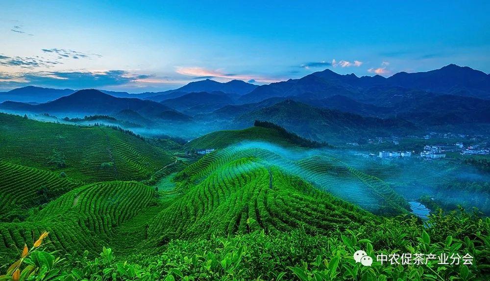 上犹营前富硒茶(富硒茶简介)-硒宝网