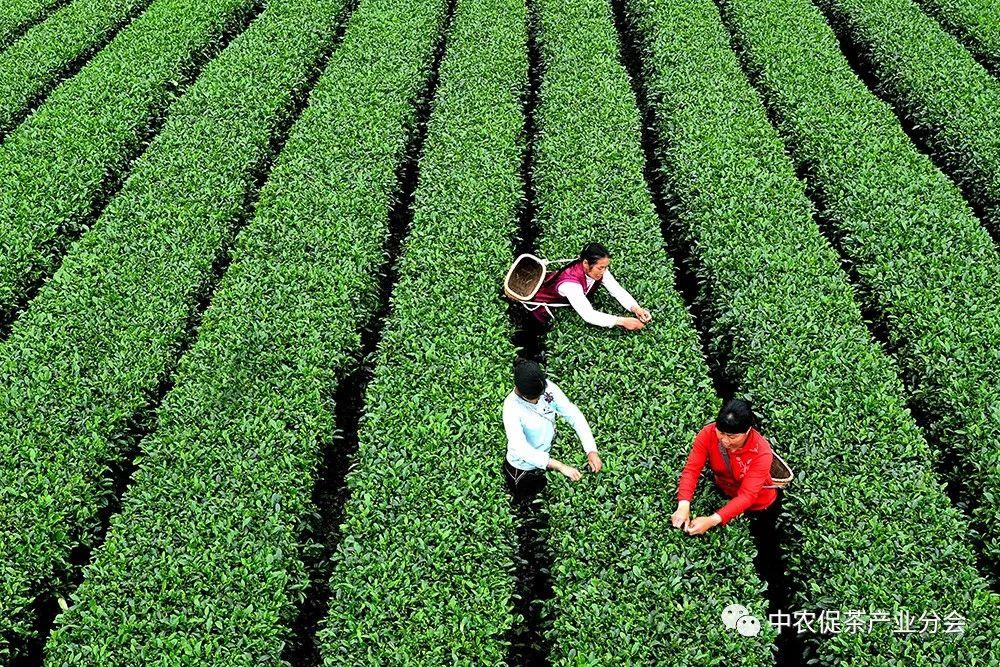 上犹营前富硒茶(富硒茶简介)-硒宝网