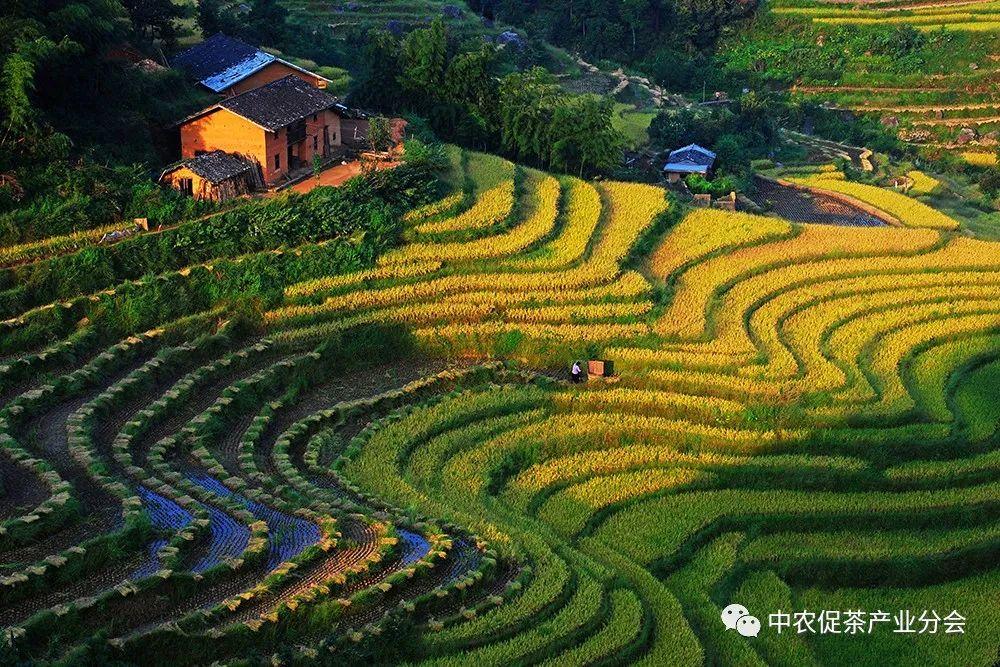 上犹营前富硒茶(富硒茶简介)-硒宝网