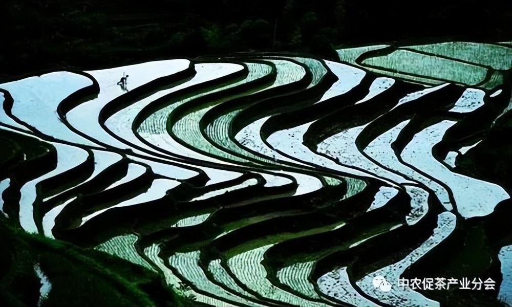 上犹营前富硒茶(富硒茶简介)-硒宝网