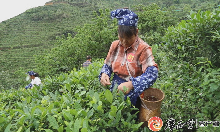紫阳宏威富硒茶（紫阳富硒茶厂）-硒宝网