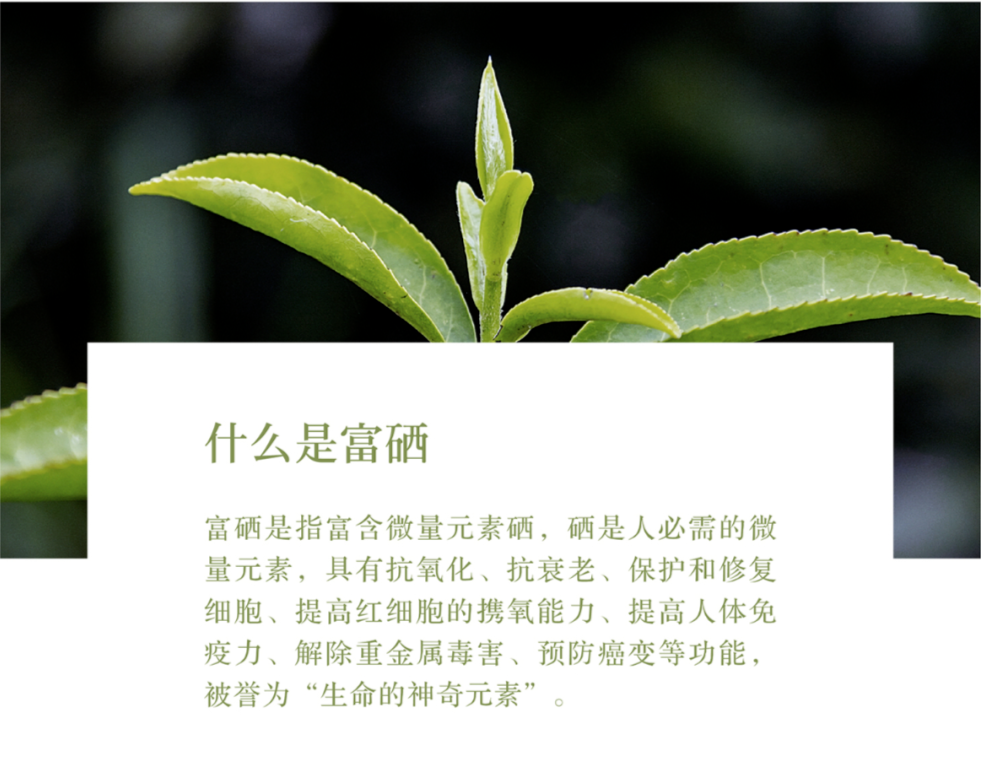 利川富硒明前茶（利川富硒茶叶）-硒宝网