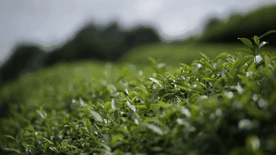 利川富硒明前茶（利川富硒茶叶）-硒宝网