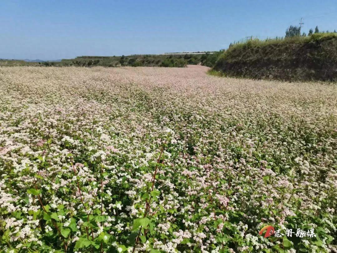 河南富硒荞子茶(硒荞子茶是什么)-硒宝网
