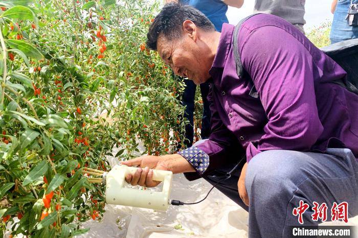 月港富硒有机茶(紫阳富硒茶的功效)-硒宝网