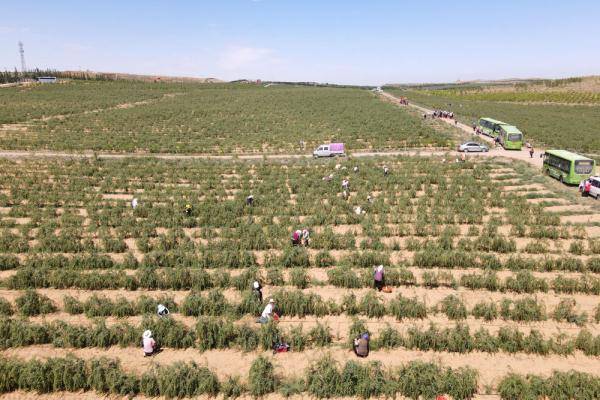 月港富硒有机茶(紫阳富硒茶的功效)-硒宝网