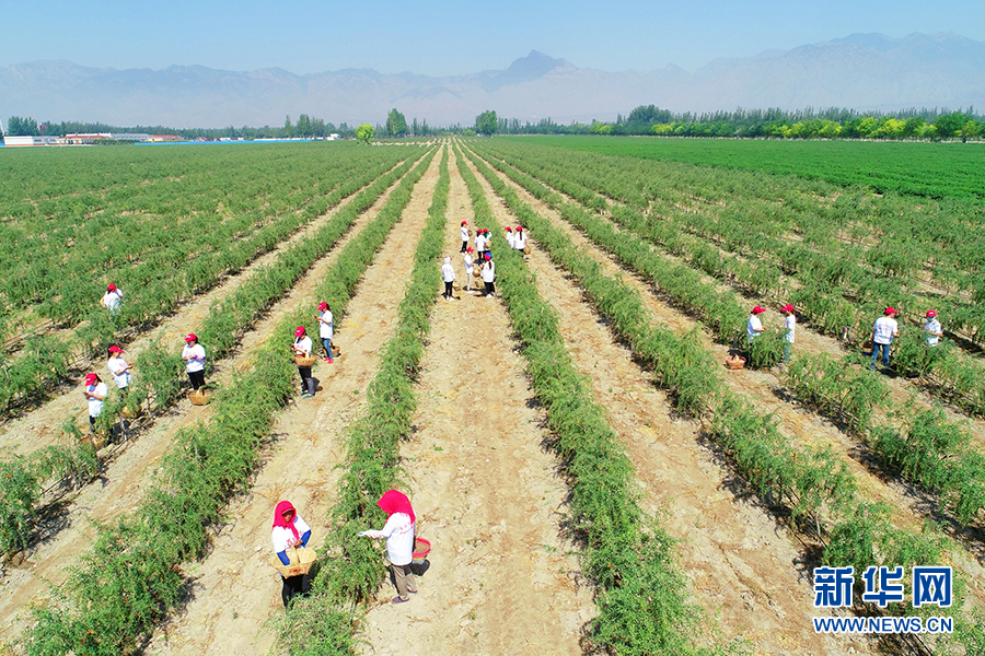 月港富硒有机茶(紫阳富硒茶的功效)-硒宝网
