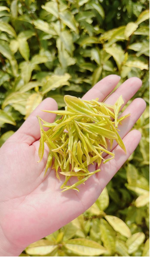 月港富硒有机茶（恩施富硒茶是什么茶）-硒宝网