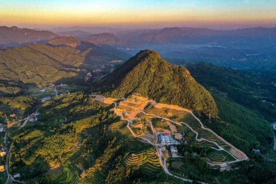 月港富硒有机茶（恩施富硒茶是什么茶）-硒宝网