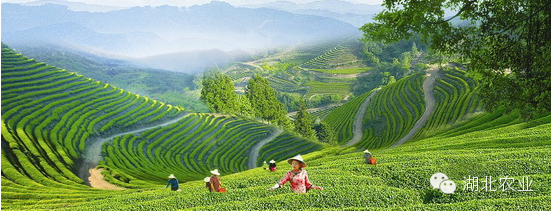 六雾恩施富硒茶(恩施富硒茶是绿茶吗)-硒宝网