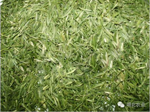 六雾恩施富硒茶(恩施富硒茶是绿茶吗)-硒宝网