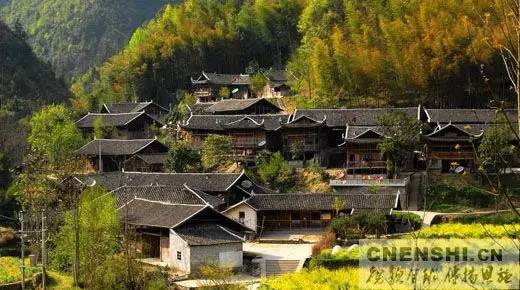 恩施富硒茶雾翠（恩施翠泉绿茶价格）-硒宝网