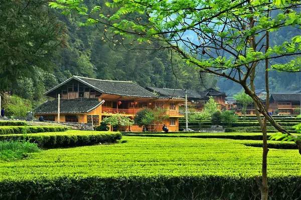 恩施富硒茶雾翠（恩施翠泉绿茶价格）-硒宝网