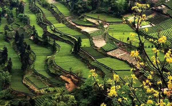 恩施富硒茶雾翠（恩施翠泉绿茶价格）-硒宝网