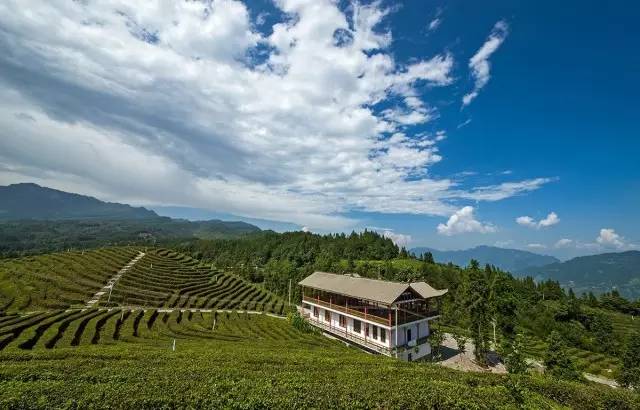 恩施富硒茶雾翠（恩施翠泉绿茶价格）-硒宝网