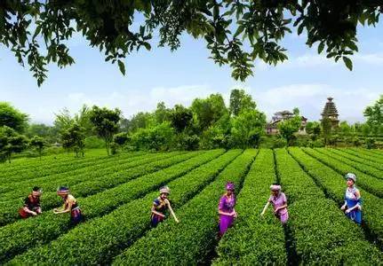 恩施富硒茶雾翠（恩施翠泉绿茶价格）-硒宝网