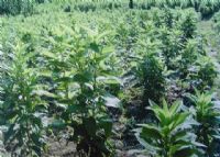 富硒紫米茶介绍(富硒紫米的功效和作用)-硒宝网