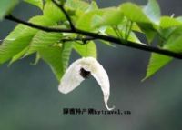 富硒紫米茶介绍(富硒紫米的功效和作用)-硒宝网