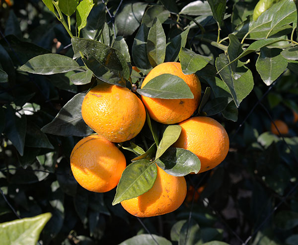 构树叶茶有富硒（树叶构茶富硒有什么作用）-硒宝网