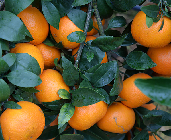 构树叶茶有富硒（树叶构茶富硒有什么作用）-硒宝网