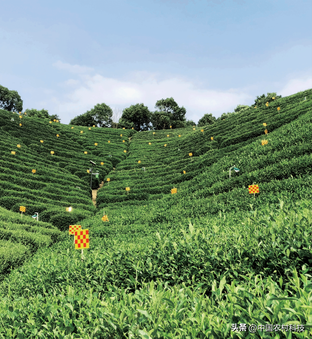 富硒速溶茶价格（富硒速溶茶的功效与作用）-硒宝网