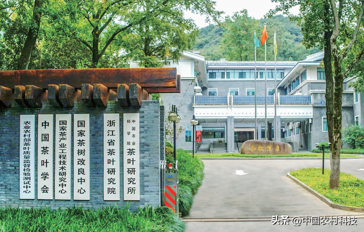 富硒速溶茶价格（富硒速溶茶的功效与作用）-硒宝网