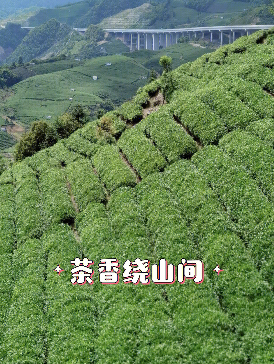 飞云山富硒贡茶（泉清清贡茶和贡茶的区别）-硒宝网