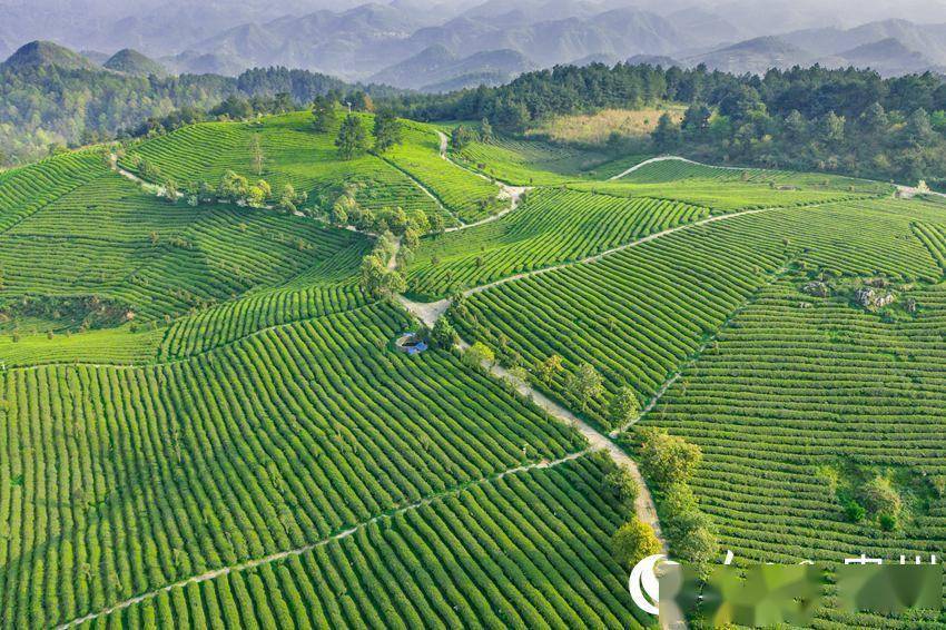 飞云山富硒贡茶（泉清清贡茶和贡茶的区别）-硒宝网