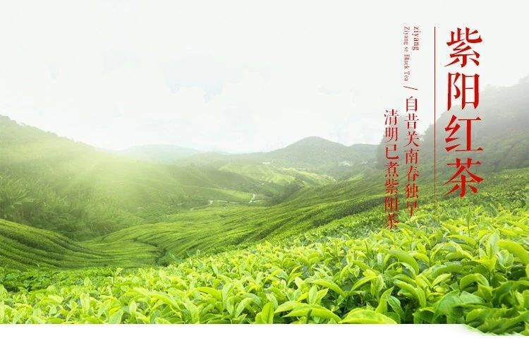 闽秦紫阳富硒茶(秦源紫阳富硒茶)-硒宝网