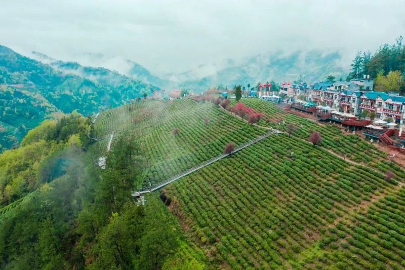 闽秦紫阳富硒茶(秦源紫阳富硒茶)-硒宝网